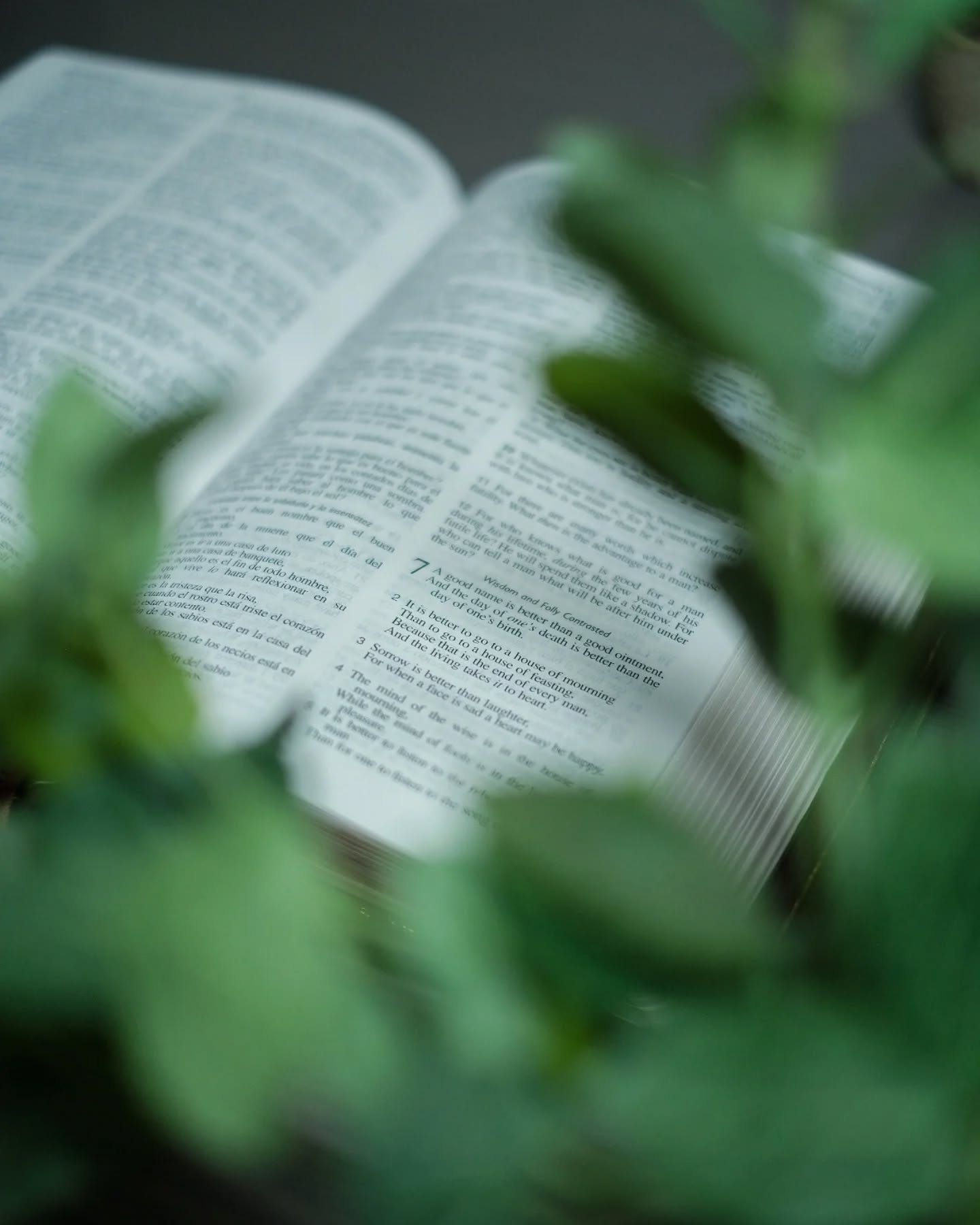 Olive Badalassi Carlo Pueblo NASB thumbnail 4