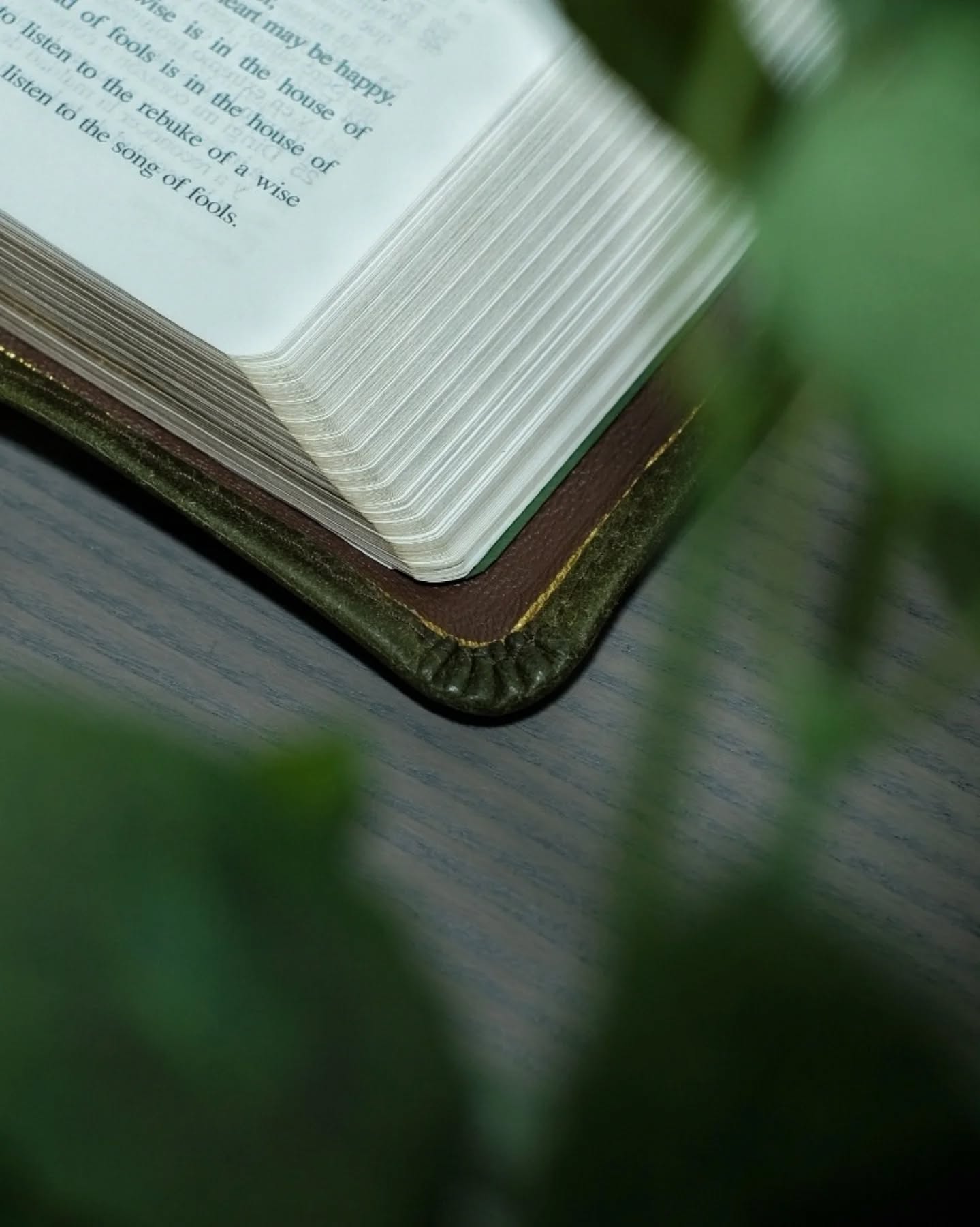 Olive Badalassi Carlo Pueblo NASB thumbnail 5