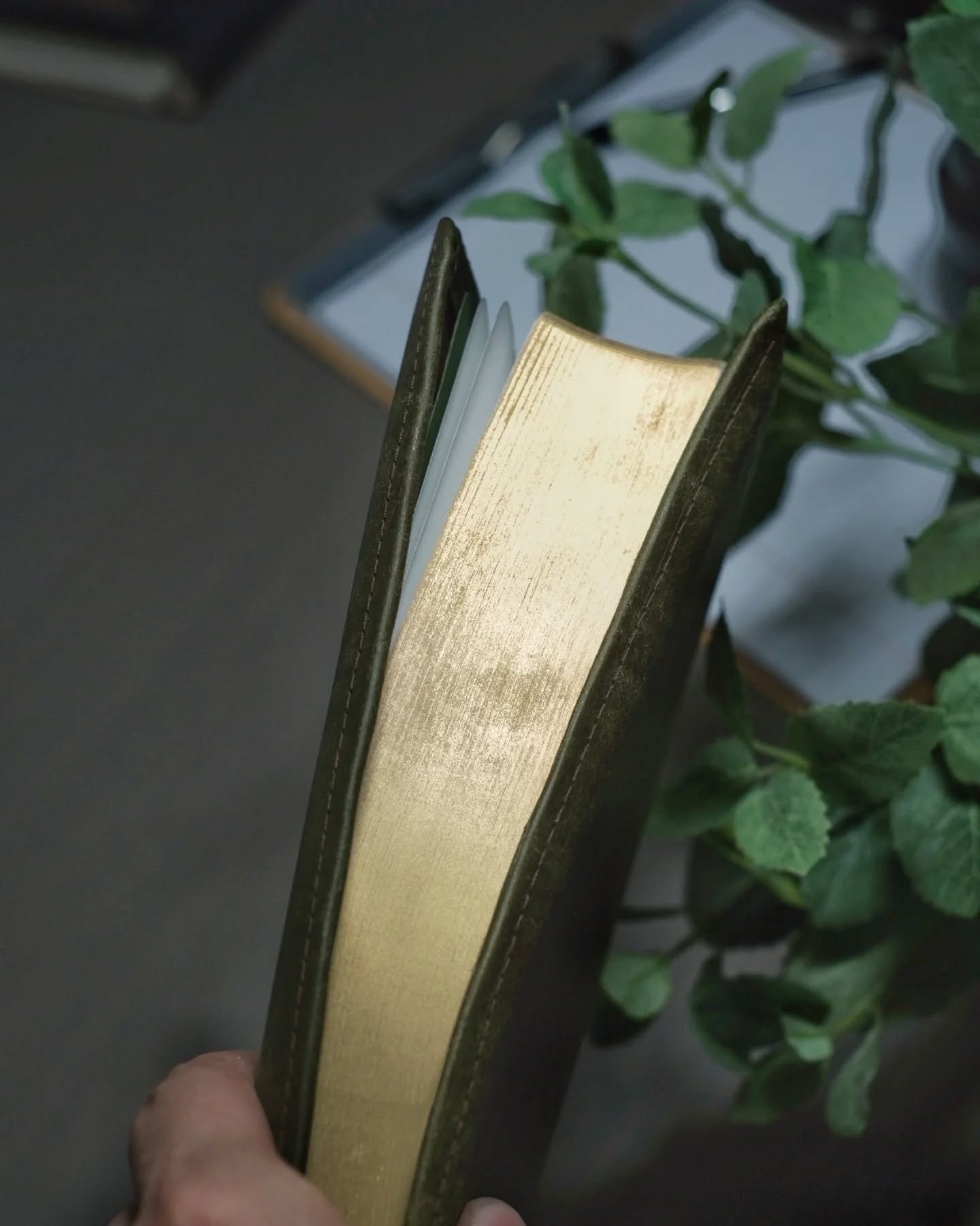 Olive Badalassi Carlo Pueblo NASB thumbnail 9