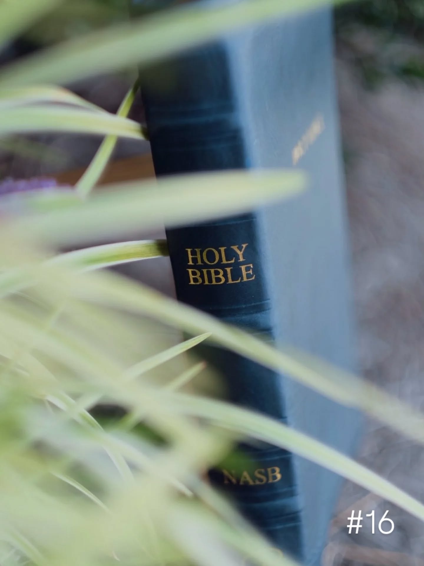 Deep Blue Badalassi Carlo Waxy NASB