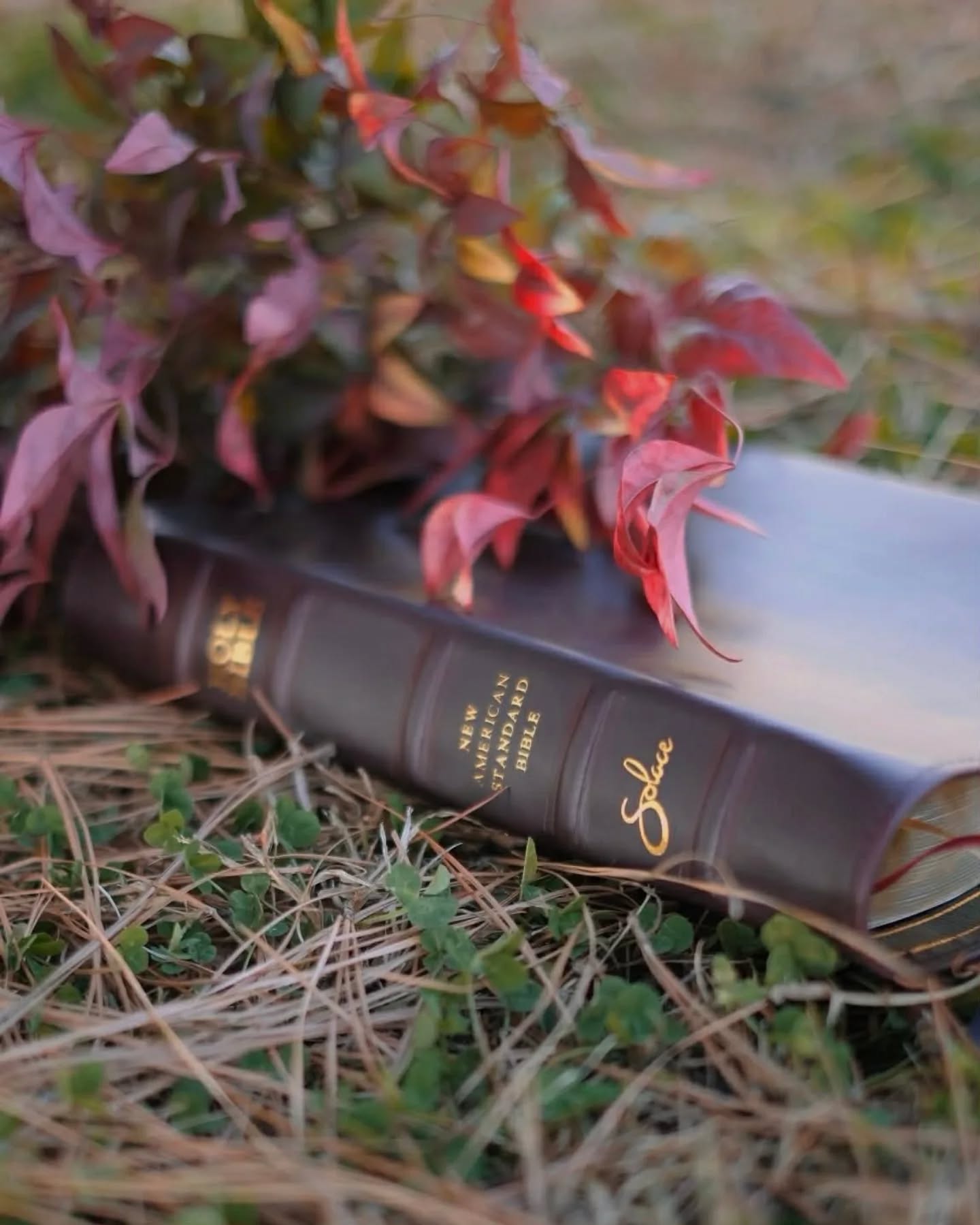 Black Seidel Double Shot NASB thumbnail 2