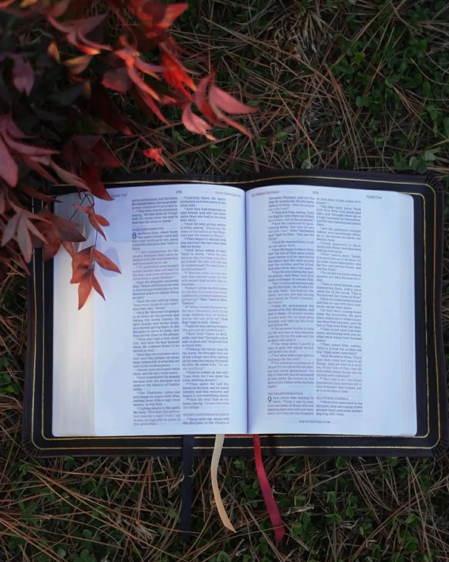 Black Seidel Double Shot NASB thumbnail 3