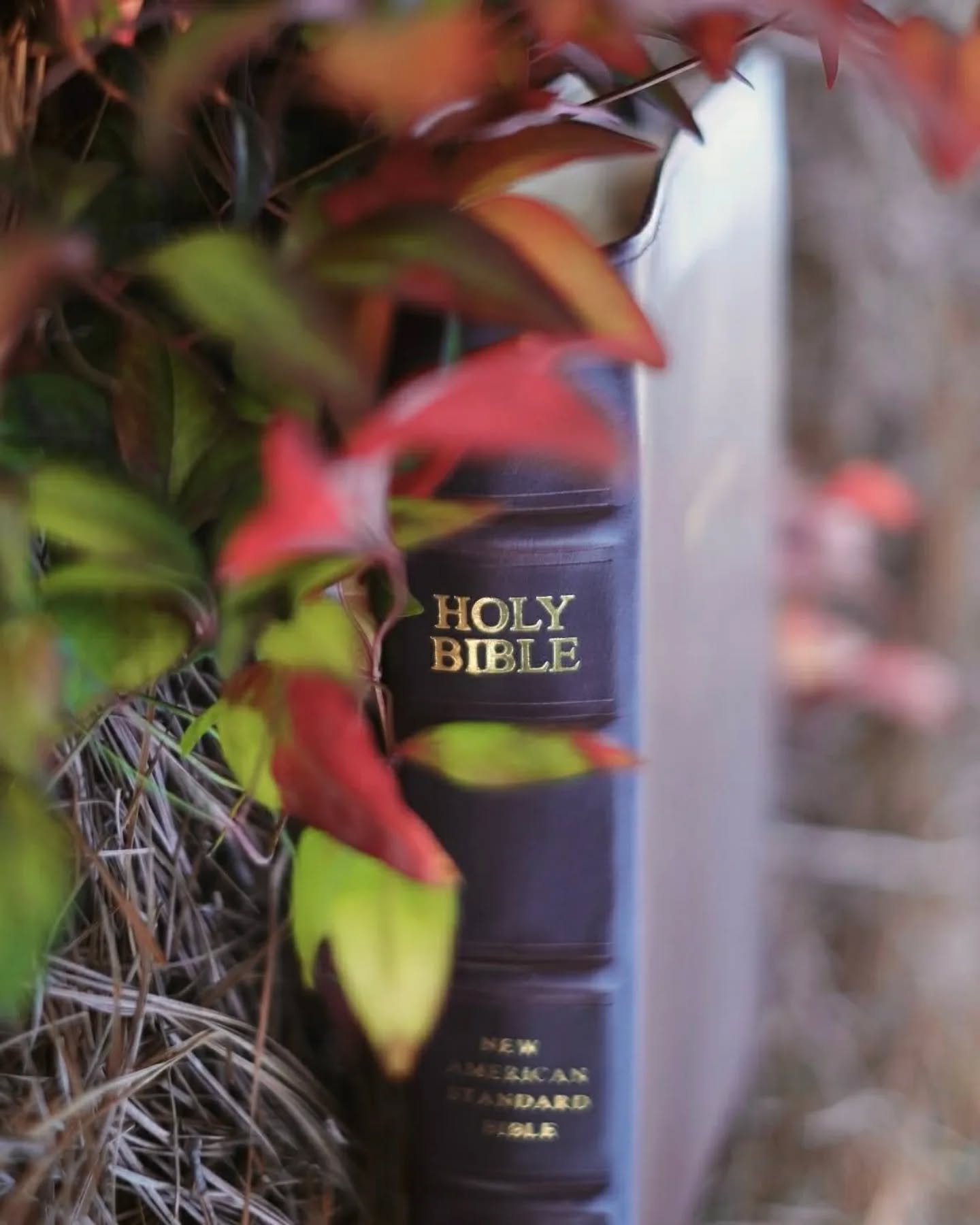 Black Seidel Double Shot NASB thumbnail 7