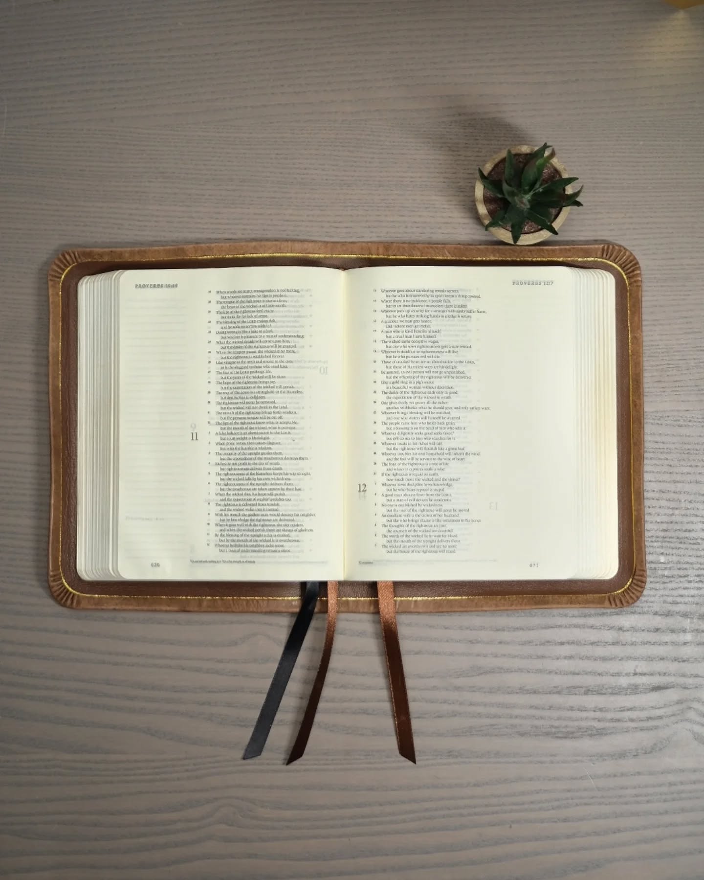 Brown Badalassi Carlo Nemesis ESV thumbnail 2