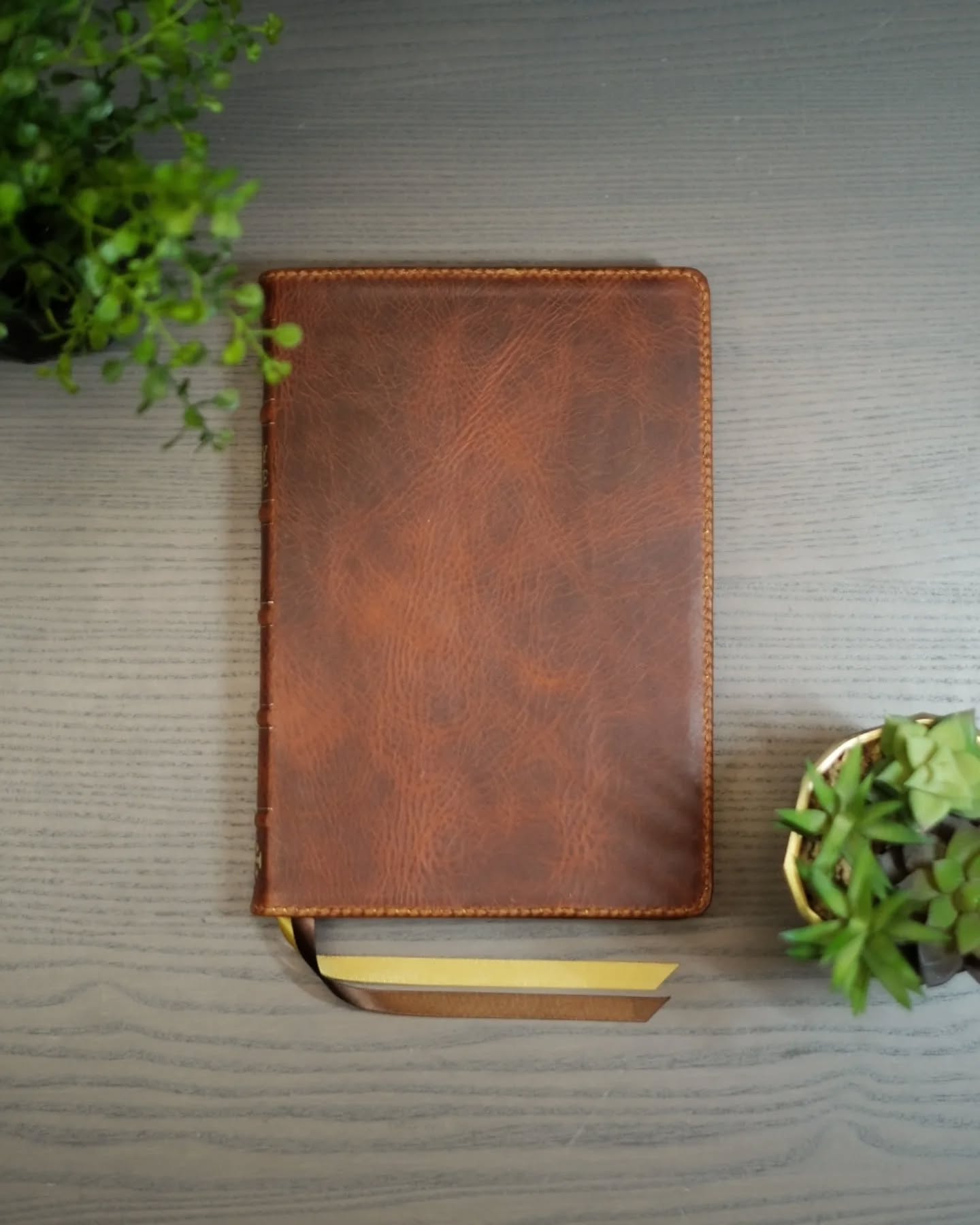 Olmo Badalassi Carlo Waxy ESV thumbnail 2