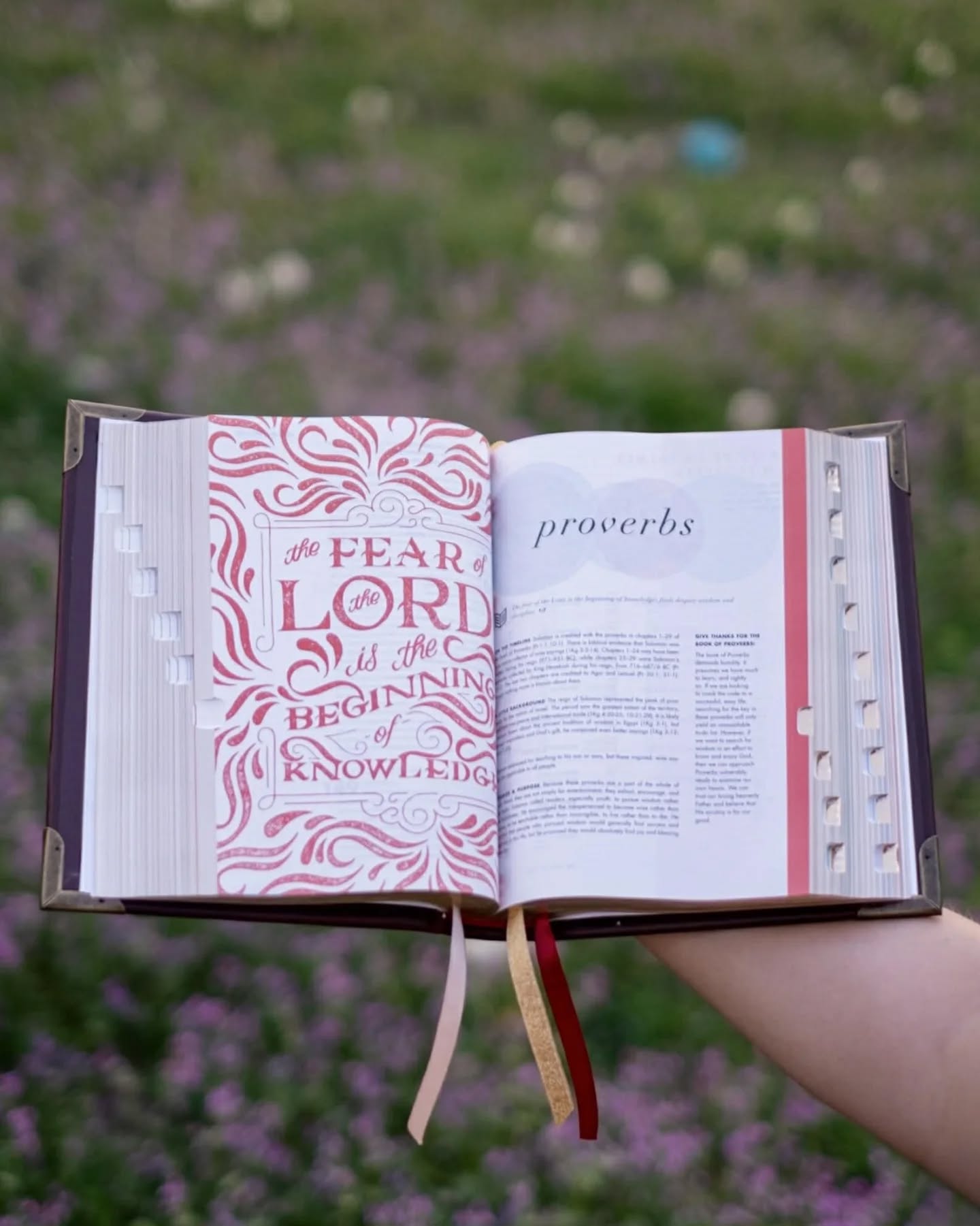 Oxblood Seidel Double Shot CSB thumbnail 2