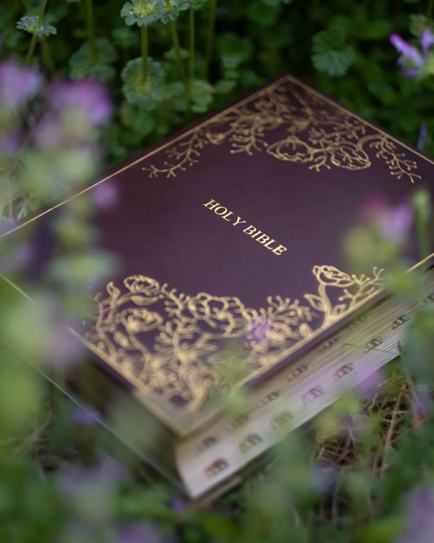 Oxblood Seidel Double Shot CSB thumbnail 4